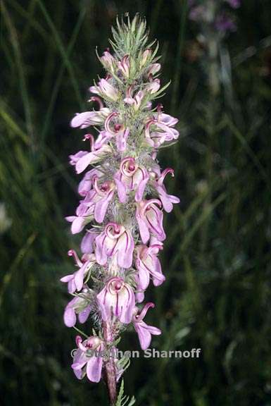 5pedicularis attollens 4 graphic